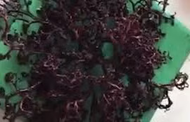 Báo nước ngoài đưa tin sinh vật lạ tìm thấy ở vùng biển Kiên Giang