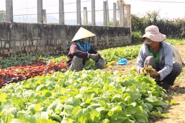 Đưa cán bộ HTX sang Nhật để nâng cao năng lực