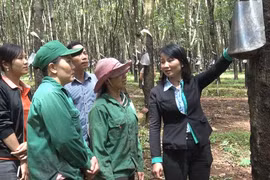 Sáng kiến nâng cao hiệu quả khai thác mủ cao su