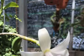 Đại gia Hòa Bình sẵn sàng chi2,7tỷ để có loài hoa lan độc, đẹp này