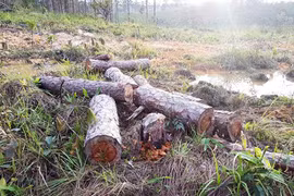 Để mất 4ha rừng phòng hộ, phó chủ tịch xã bị đình chỉ công tác