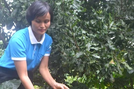 Thiếu đầu ra ổn định cho mắc ca