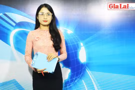 Gia Lai 48h: Thiếu đầu ra ổn định cho mắc ca