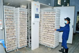 Ông giám đốc 'mê' gà