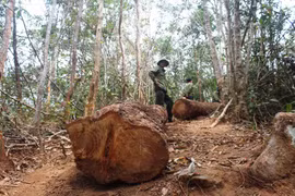 Chư Pah tăng cường quản lý, bảo vệ rừng