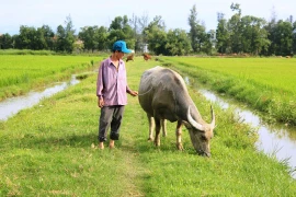 Oái oăm việc trâu, bò ra đồng gặm cỏ phải đóng phí 100.000 đồng!