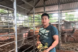 Làm giàu từ nuôi hươu sao lấy nhung