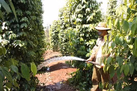 Một ngày hội có cứu được ngành hồ tiêu?