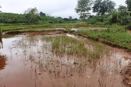 Chư Sê thiệt hại hàng trăm ha cây trồng do mưa bão
