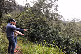 Săn lùng đất làm homestay