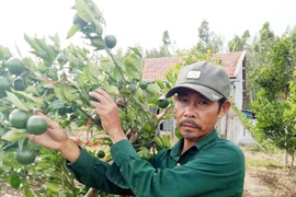Tỷ phú cựu binh đất Song An