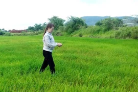 Chư Prông: Lúa, mì thiệt hại do mưa nhiều