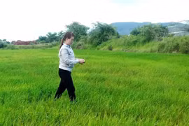 Chư Prông: Lúa, mì thiệt hại do mưa nhiều