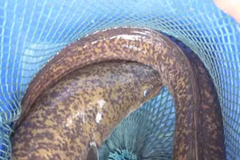 Cá chình to chưa từng thấy được đưa từ Nghệ An ra Hà Nội