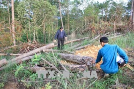 Tan hoang rừng thông 20 năm tuổi ở Đam Rông, Lâm Đồng