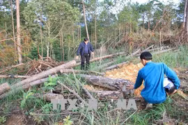 Tan hoang rừng thông 20 năm tuổi ở Đam Rông, Lâm Đồng