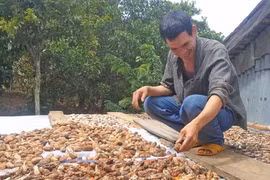 Trồng chuối rừng giúp đồng bào dân tộc thiểu số thoát nghèo