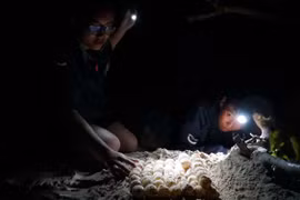 'Bà mụ' của rùa biển