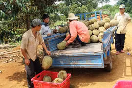 Tiêu rớt giá, đổ xô trồng sầu riêng ở Tây Nguyên