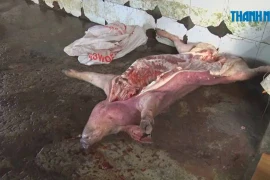 Triệt phá lò mổ heo chết, heo bệnh ở Đồng Nai