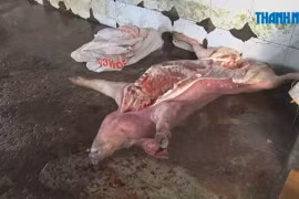 Triệt phá lò mổ heo chết, heo bệnh ở Đồng Nai