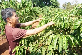 Ngăn chặn rệp sáp hoành hành cây cà phê