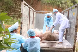 Dịch tả lợn châu Phi nguy cơ tái phát, Bộ NNPTNT yêu cầu 20 tỉnh vào cuộc gấp