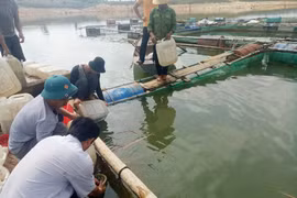 Gia Lai: Nuôi thử nghiệm 11 ngàn con cá thác lác cườm
