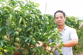 Bỏ phố về rừng làm trang trại kết hợp du lịch