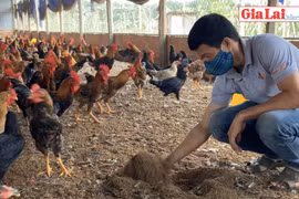 Hiệu quả nuôi gà trên đệm lót sinh học