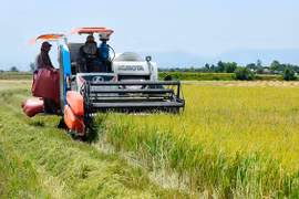 Đầu tư giống nâng tầm chất lượng Gạo Phú Thiện