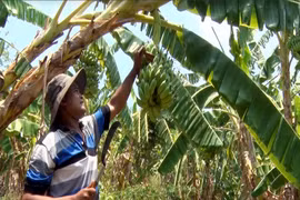 Trồng chuối mốc cho thu nhập ổn định