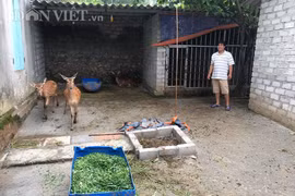 Nuôi hươu-loài thú đội thứ "đại bổ" trên đầu, 9X Bắc Giang thu hàng trăm triệu/năm
