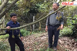 Nông dân Chư Pah liên kết trồng sầu riêng sạch