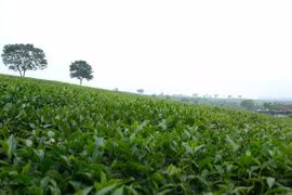 Khám phá vẻ đẹp "Thảo nguyên xanh" giữa núi rừng Tây Bắc