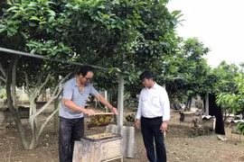 Khá giả nhờ nuôi "400 cây ATM biết bay"