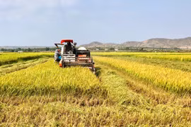 Ứng dụng khoa học công nghệ vào sản xuất nông nghiệp: Hướng đi bền vững