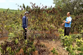 Đức Cơ: Quay quắt vì nắng hạn