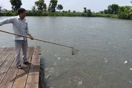 Đưa cá tra vào bữa ăn của người Việt