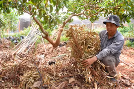 Làm rõ việc cây chết sau khi bón phân