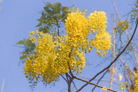 Hoàng yến đổ sắc vàng xuống phố Hội