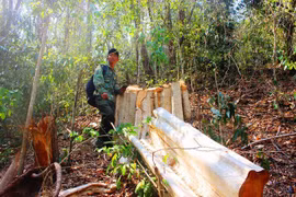 Thâm nhập điểm nóng phá rừng giáp Gia Lai - Đắk Lắk