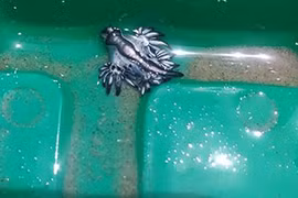 Phát hiện cực hiếm - loài rồng xanh xuất hiện trên bờ biển ở Mỹ