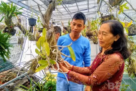 Bình Định: Rủ nhau chơi lan rừng, có loài lan rừng lạ mọc vòi hoa từ...củ