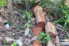 Vụ mở đường để phá rừng ở Phú Yên: Chuyển hồ sơ sang cơ quan điều tra