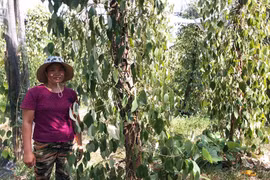 Ia Mơr tích cực chuyển đổi cây trồng, vật nuôi