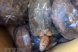 Đối tượng nuôi nhốt động vật hoang dã trái phép lĩnh án 5 năm tù