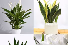 Các loại cây nên trồng trong nhà giúp thanh lọc không khí mùa hè