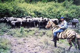 Ở nơi này trâu nuôi thả rông hóa loài thú hoang hung dữ, chiếm 30ha rẫy, dân phát khiếp