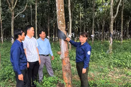 Những đảng viên gắn bó với vườn cao su